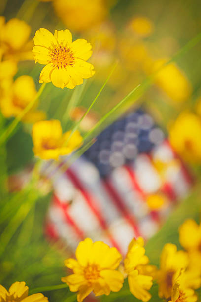 istock Tiny vibrant yellow wildflowers with defocused American flag 479712760