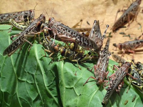 Photo showing a group of African desert locusts (Schistocerca gregaria), which are pictured eating a green cabbage leaf.