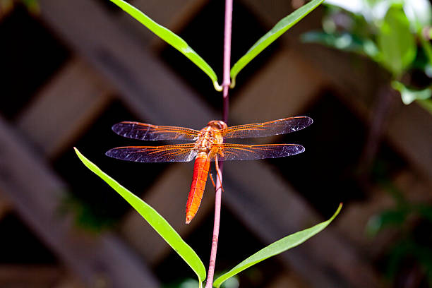 libelle-orange - vestigial wing stock-fotos und bilder