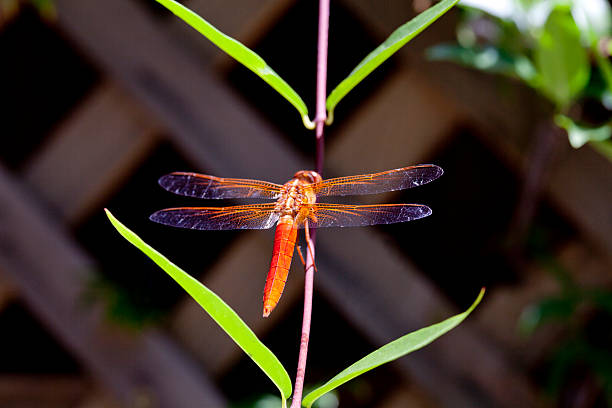 libélula laranja - vestigial wing - fotografias e filmes do acervo