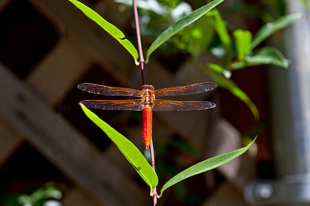 orange drtagonfly auf der vine - vestigial wing stock-fotos und bilder