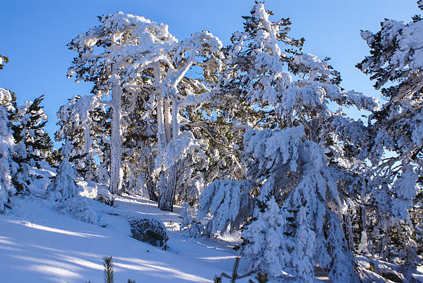 winter in der mountain navacerrada madrid, spanien - espaa stock-fotos und bilder