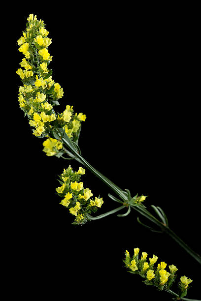 istock Yellow Limonium sinuatum flower on black background 479715881