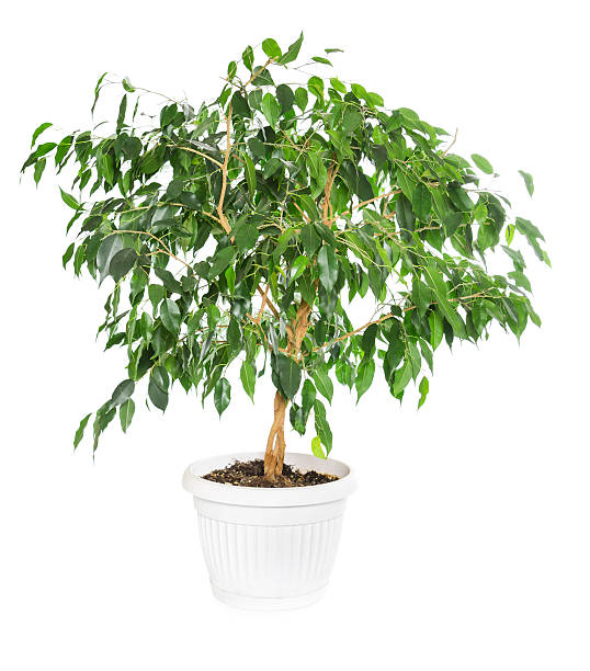 ficus benjamina isolé sur fond blanc. - benjamin photos et images de collection