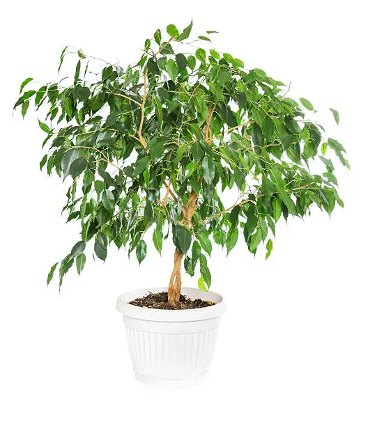 Photo of Ficus benjamina  isolated on white background.