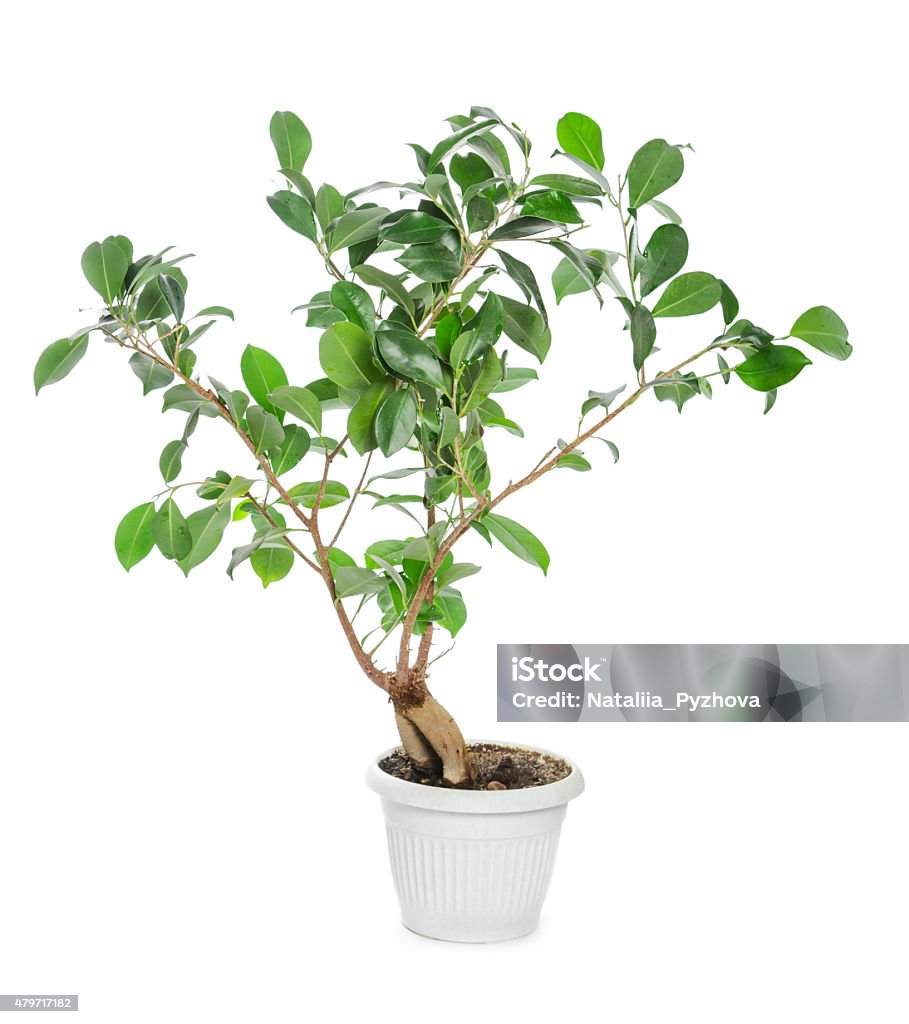 Ficus ginseng in flowerpot Ficus ginseng in pot isolated on white background Fig Tree Stock Photo