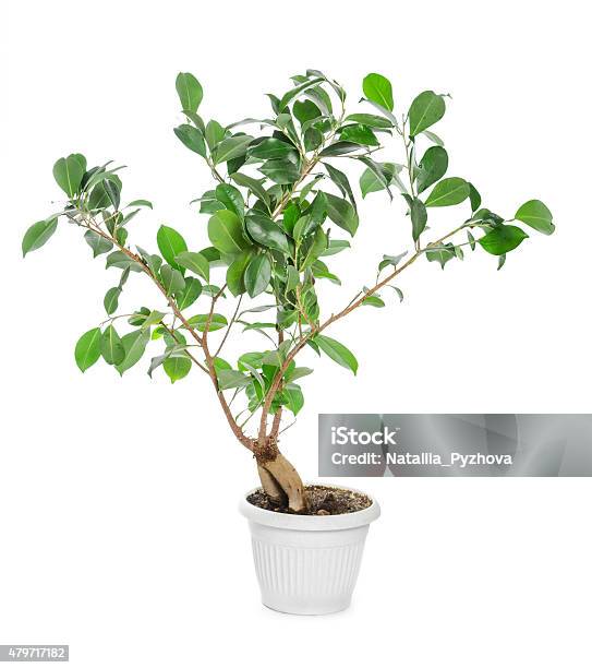 Ficus Ginseng In Flowerpot Stock Photo - Download Image Now - Fig Tree, Leaf, 2015