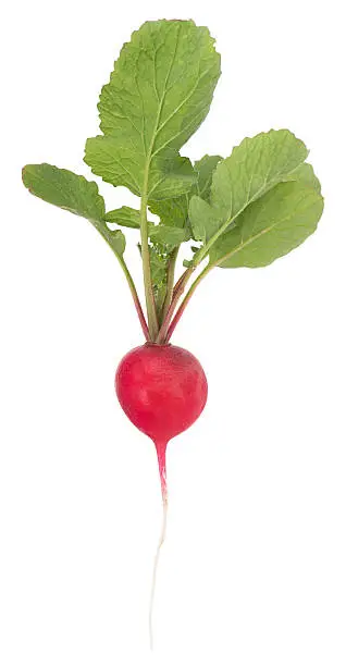 Photo of Garden radish