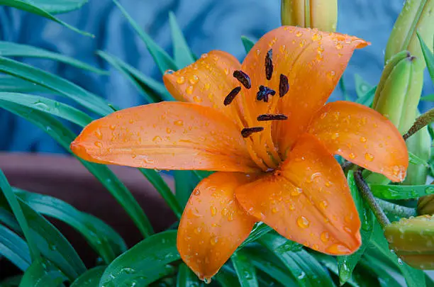 Water droplets on a Tiger Lily just after a rain