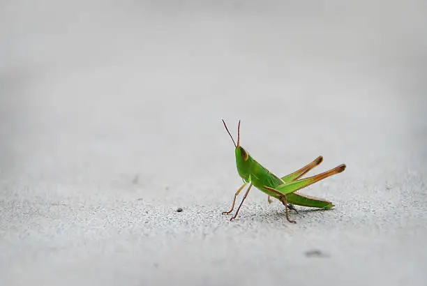 Close up of a grasshopper