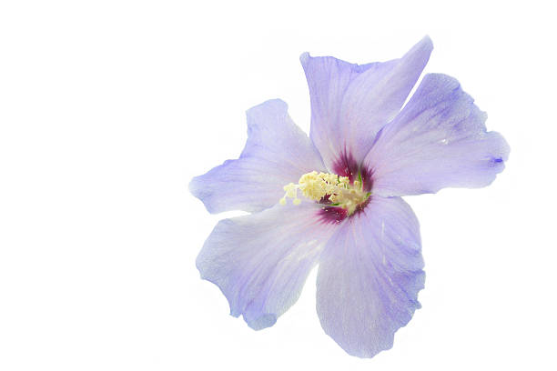 istock Blue Hibiscus flower on white background 479720239