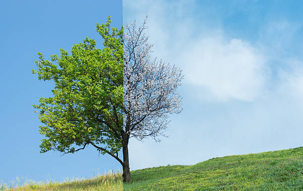 istock Lonely apricot tree on a hill in two season 479721332