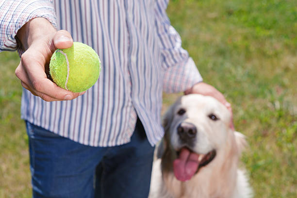 istock Golden retriever and his owner 479721576