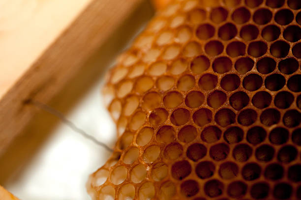 istock Honeycomb with honey and wax 479721623