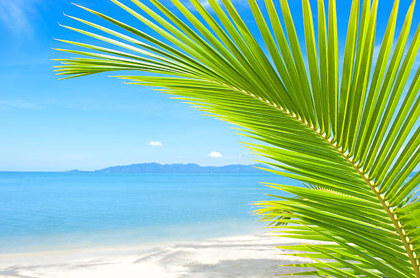 Beautiful beach with palm tree over the sand stock photo