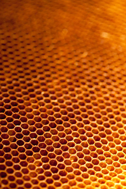istock Honeycomb with honey and wax 479723313