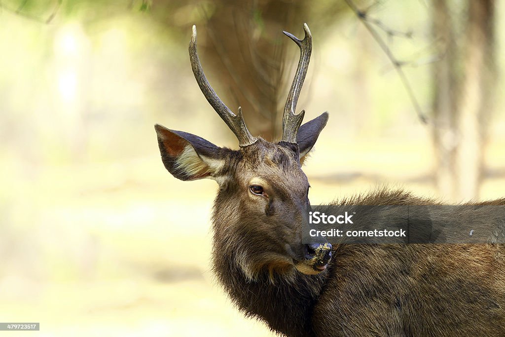 Veado Cervo sambar - Royalty-free Animal Foto de stock