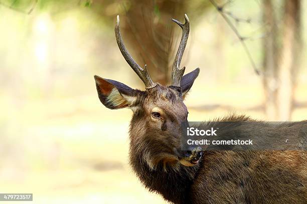 Veado Cervo Sambar - Fotografias de stock e mais imagens de Animal - Animal, Animal selvagem, Ao Ar Livre