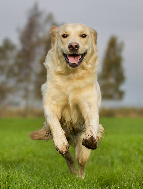 istock Golden retriever dog on sunny day 479724408