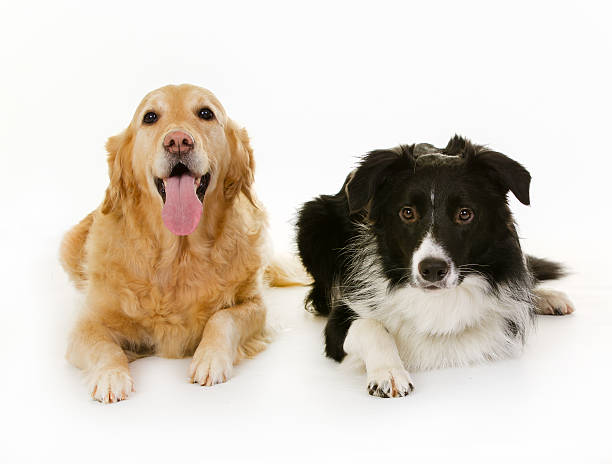 istock Labrador and border collie dogs 479724424