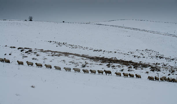 istock Winter Sheep Walking in Line 479724506