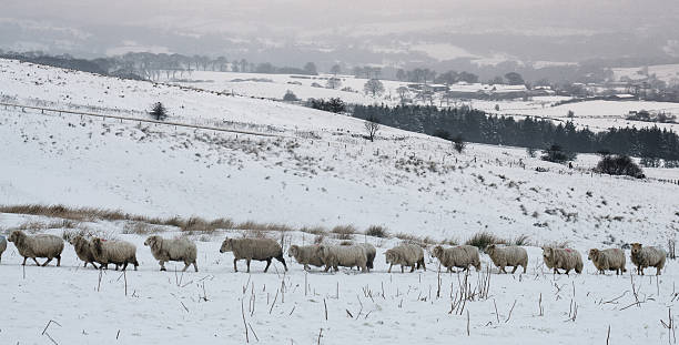 istock Winter Sheep Walking in Line 479724508