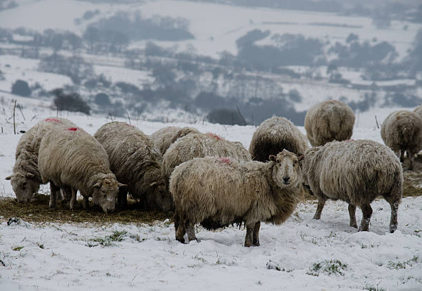 istock Sheep Eating in the Snow 479724510