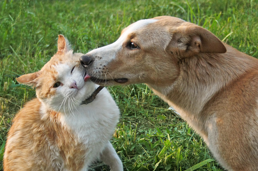 Dog licking cat on a background of green grass