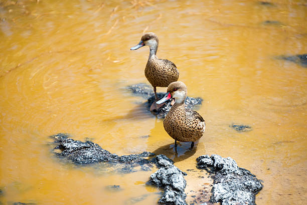 Two White Cheeked Pintails Pair of white cheeked pintail ducks on Isabela Island in the Galapagos Islands in Ecuador white cheeked pintail duck stock pictures, royalty-free photos & images