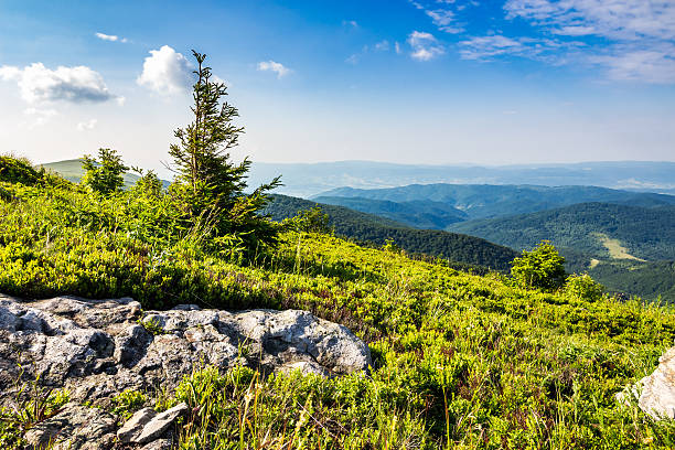 istock coniferous tree on a  mountain top at sunrise 479724750