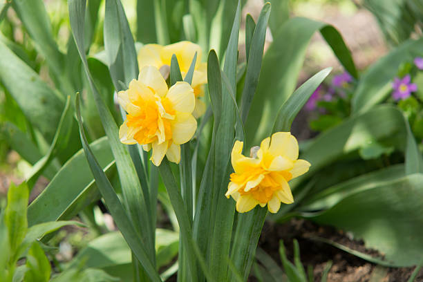 la primera primavera narcissuses - daffodil winter narcissus yellow single flower fotografías e imágenes de stock