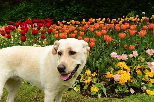 spring tulips with a dog