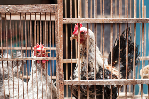 Two chickens in a cage for sale on a market in Java, Indonesia.