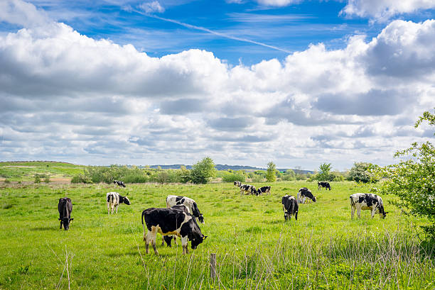 istock Cows grazing in the summertime 479726150