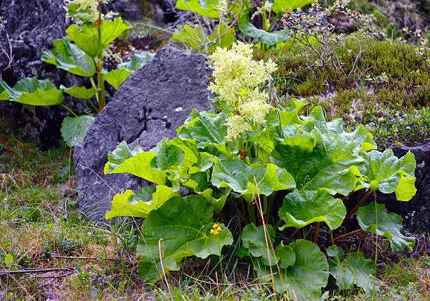 Wild rhubarb (Rheum altaicum L.) growing in the mountains near the stone
