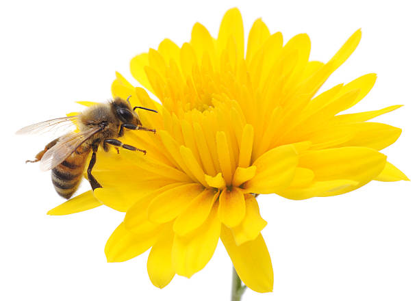 honeybee y amarillo flores - animal beautiful beauty in nature bee fotografías e imágenes de stock