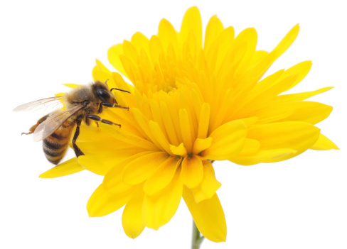 Honeybee and yellow flower head isolated on a white background