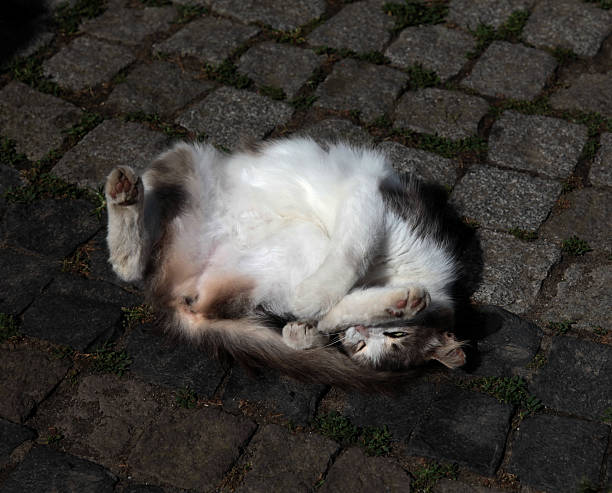 Gato - fotografia de stock