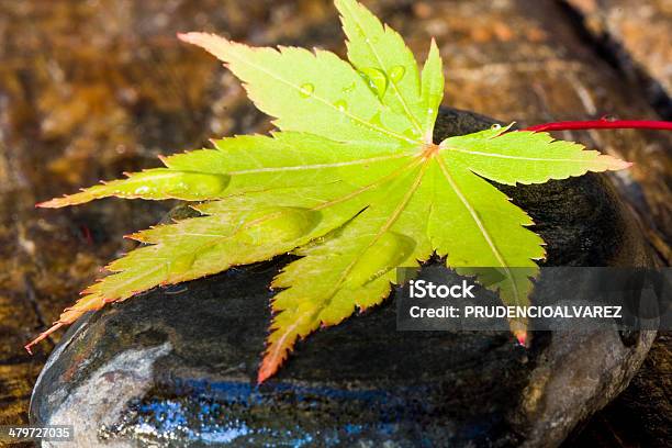 Autumn Stock Photo - Download Image Now - Abstract, Autumn, Brown