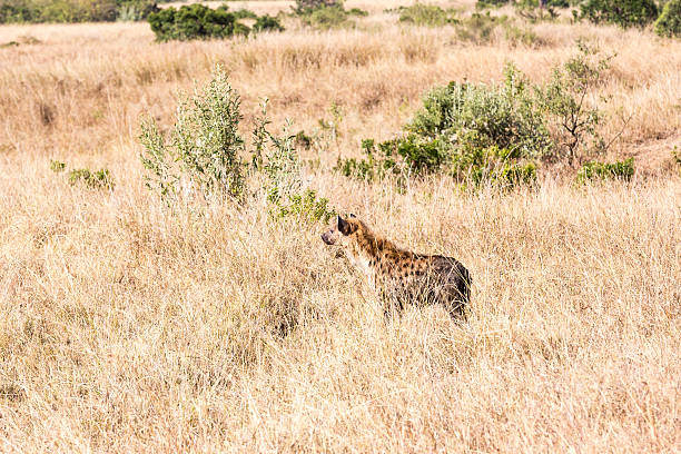 istock Spotted Hyena - hiding for hunting 479729636