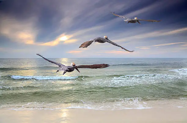 Three Brown Pelicans Fly Out to Sea at Sunset