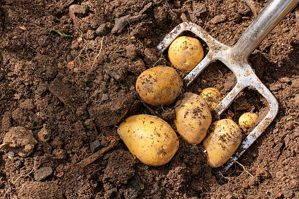 Potato harvest with bar spade Potato harvest in the garden. garden fork stock pictures, royalty-free photos & images