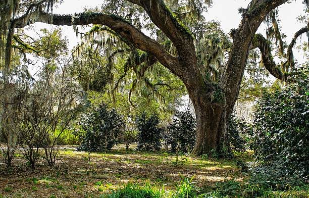 到着に - oak tree tree grass hdr ストックフォトと画像