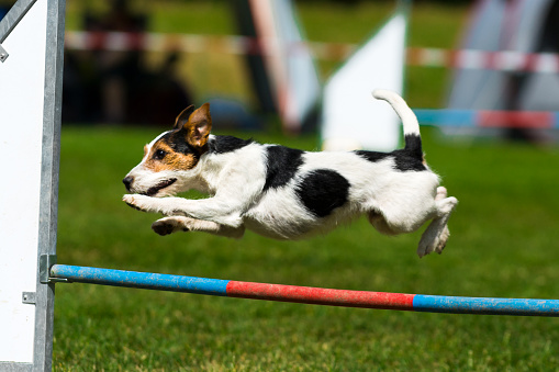 Close up of a Russell Terrier dog on an agility course. The dog is jumping over the high jump obstacle. Despite of its small size it looks very confident and determined while jumps an obstacle in a high arc. The dog has short hair in standard color combination of black, brown and white. High energy and drive make Russell Terrier dog ideally suited to a number of different dog sports such as agility.