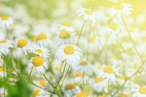 istock Beautiful white daisy flowers. 479733482