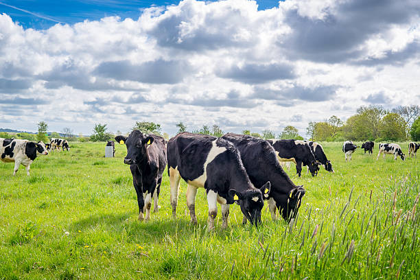 istock Holstein-Frieser cows on a meadow 479733518