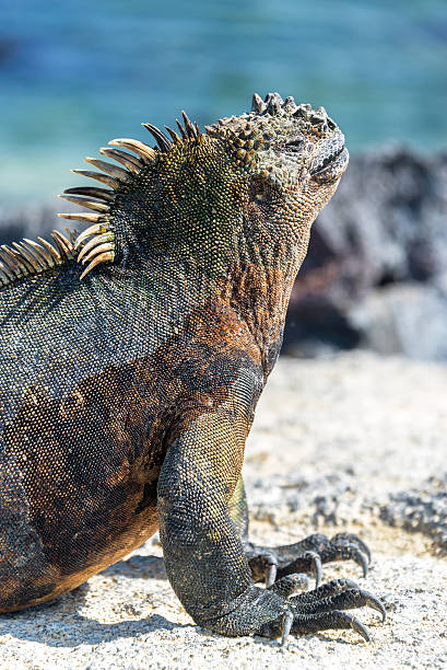 istock Marine Iguana Vertical in Galapagos 479733868