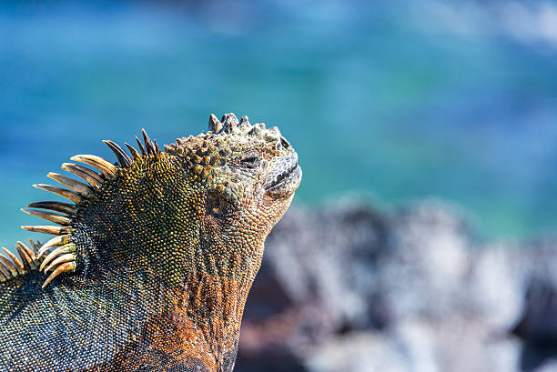 istock Marine Iguana and Blue Background in Galapagos 479733870