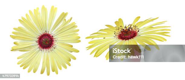 Flower Head Of Livingstone Daisy Stock Photo - Download Image Now - 2015, Close-up, Cut Out