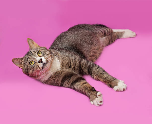 istock Gray and white tabby cat lying on pink 479734460